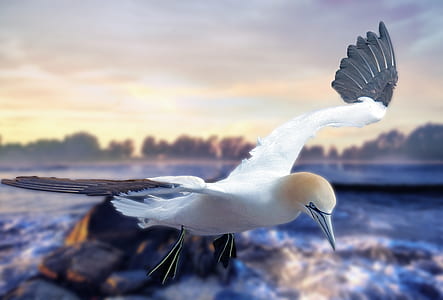 selective focus photo of brown and white booby bird thumbnail