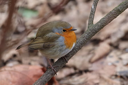 selective focus photography of European robin perching on branch thumbnail