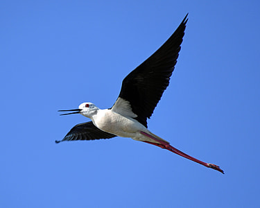 low angle photo of flying white and black bird thumbnail