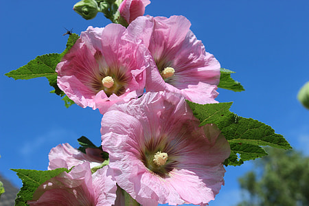 photography of pink petaled flower thumbnail