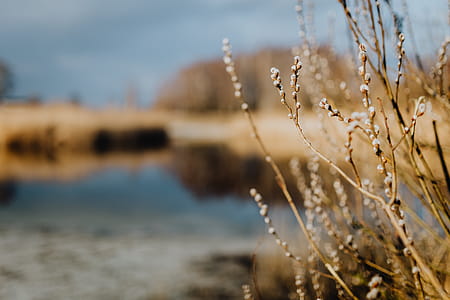 Fresh spring catkin branches thumbnail