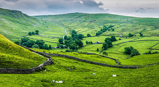green grass and green trees thumbnail