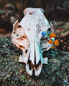 shallow focus photography of white animal skull with orange flowers during daytime thumbnail