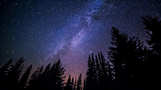silhouette of trees and aurora borealis sky thumbnail