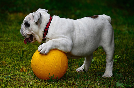 closeup photography of white short coated dog playing ball\ thumbnail