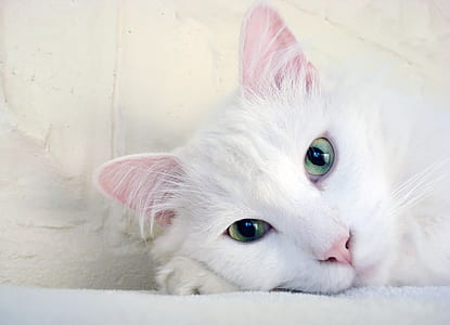 closeup photo of short-coated white cat thumbnail