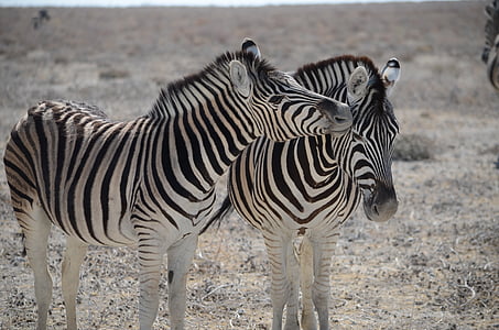 two zebra thumbnail