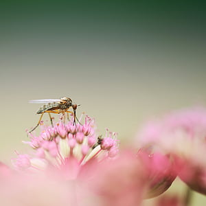 green robber fly on pink flowers thumbnail