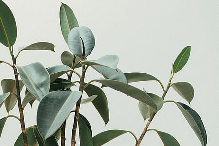 nature, branches, plant, blur thumbnail
