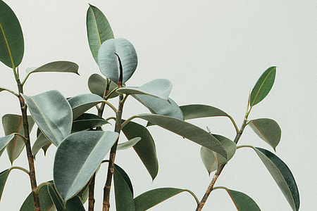 green leaves thumbnail