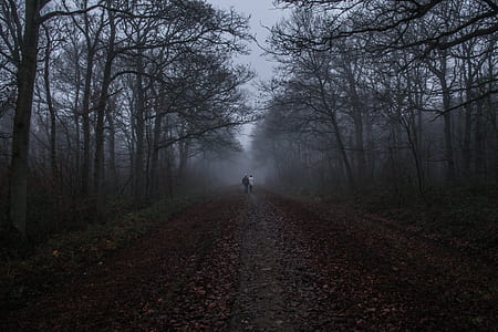 two person at pathway in between trees thumbnail