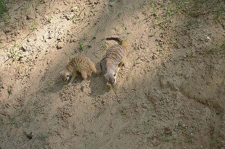 two brown lemurs on brown dirt thumbnail