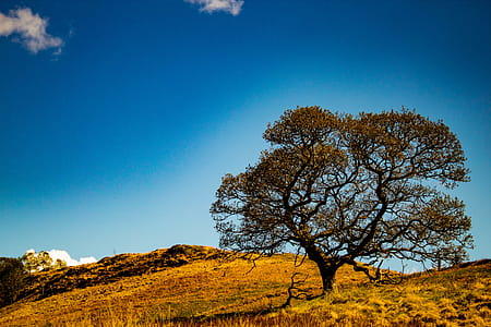 Brown Foliage Tree on Savannah Hill thumbnail