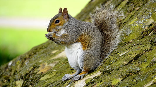eating gray squirrel thumbnail
