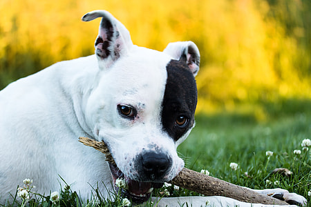 short-coated white and black dog biting on stick thumbnail