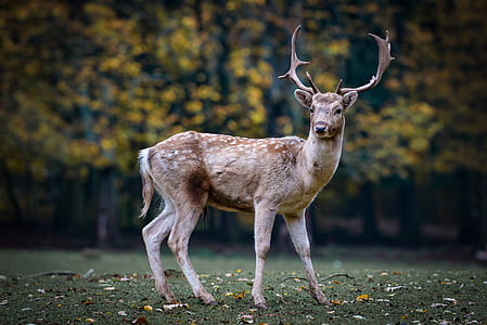 brown deer thumbnail