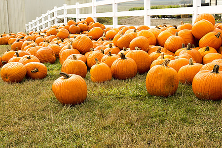 winter squash on grass field thumbnail