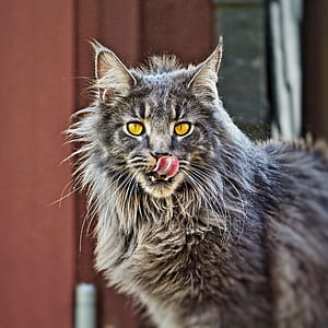 gray and brown fur cat thumbnail