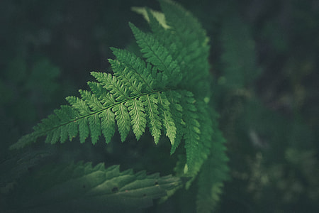 closeup photo of green leaf plant thumbnail