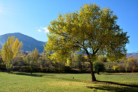 tree under clear sky thumbnail