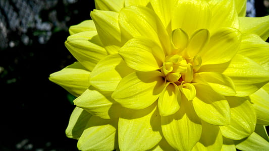 nature, garden, yellow, petals thumbnail