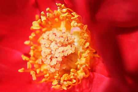 yellow flower filamen thumbnail