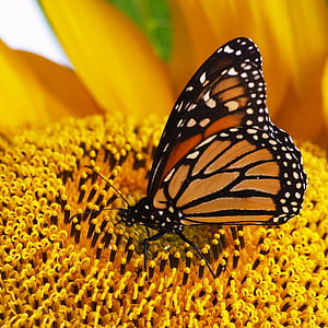 selective focus photography of butterfly on flower thumbnail