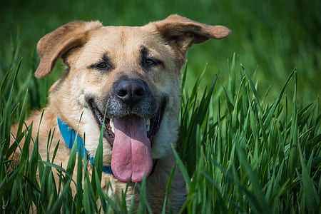 short-coated brown dog lying on green grass field during daytime thumbnail