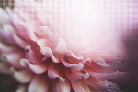 photography of pink dahlia thumbnail