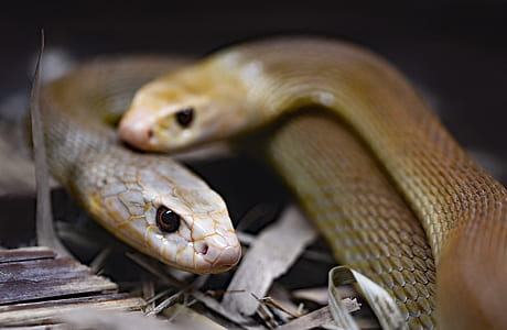 selective focus photography of white and yellow python thumbnail