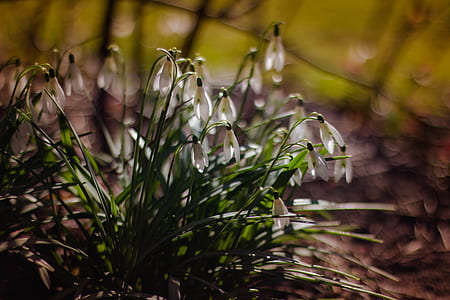 flowers, grass, petals, plant thumbnail