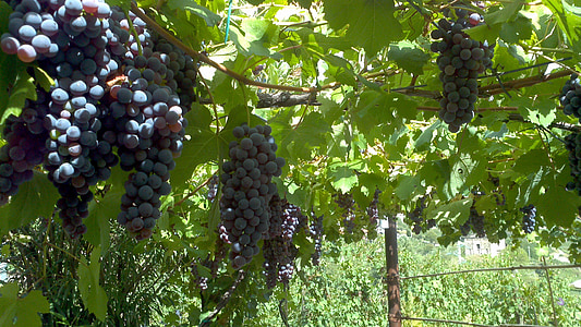 grape plant field thumbnail