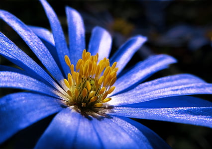 purple petaled flower during daytime thumbnail