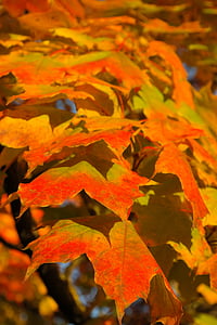 maple leaf thumbnail