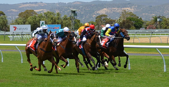 people riding horses on field thumbnail