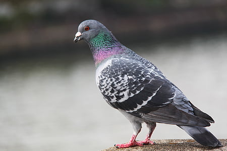 selective focus photography of gray pigeon on brown pavement thumbnail