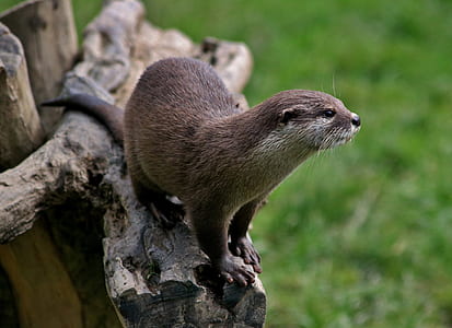 otter on tree branch thumbnail
