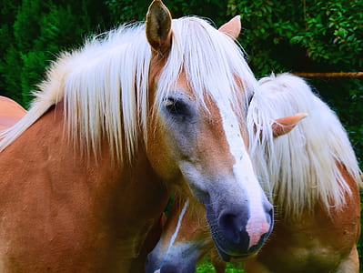 portrait photo of brown and white horse thumbnail