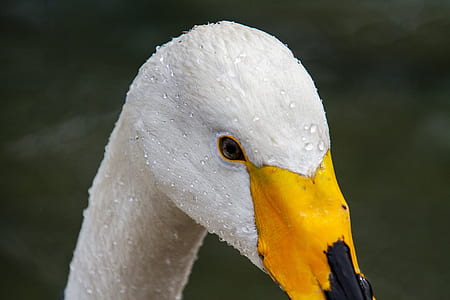 white swan face close up thumbnail