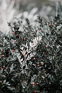 selective color of red berries thumbnail