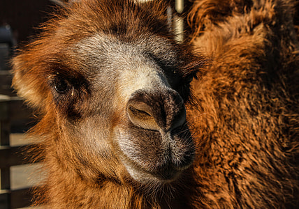 Bactrian Camel, Camel thumbnail