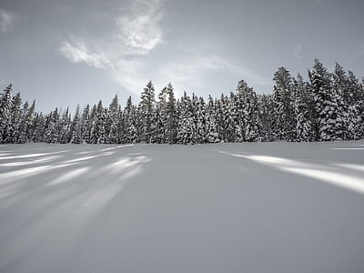 snow covered pine trees taken under white clouds during daytime thumbnail