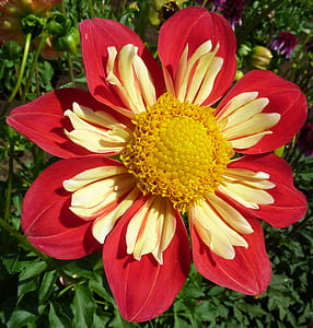 close-up photo of red and yellow collarette dahlia flower thumbnail