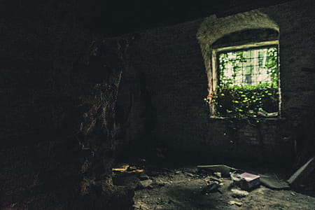 Dark Room With Green Plants on the Window thumbnail