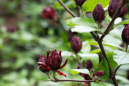 Calycanthus floridus, commonly called Carolina allspice, is an uncommon rounded deciduous shrub that grows to 6-9 tall. It features fragrant, brown to burgundy flowers which come into bloom from mid-April to mid-May. Flowers give way to brownish, urn-shaped fruits seed pods which mature in the fall and last throughout the winter months. The dark, lustrous, green leaves and bark release a clove or camphor-like scent when crushed. Both the flowers and leaves are often used to make potpourris. Other names used are sweetshrub, strawberry bush, and hairy allspice. The shrub is native to the US from Virginia to Florida. thumbnail