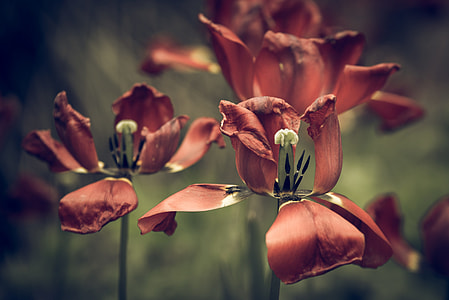 brown petaled flower closeup photography thumbnail