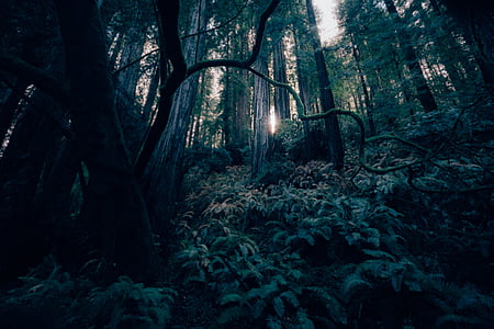 low angle photo of trees thumbnail