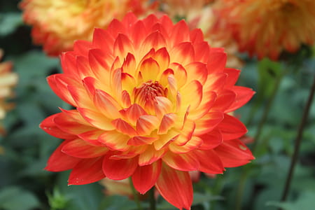 red and yellow dahlia flower closeup photography thumbnail