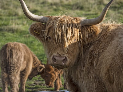 close up photography of highland cattle at daytime thumbnail