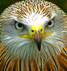 close up photo of brown and white eagle thumbnail
